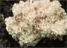Fungi image
