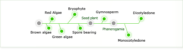 Brown Algae,Red Algae,Green Algae,Lichens,Spore bearing plants,Gymnosperm,Angiosperm,Monocotyledones,Dicotyledones