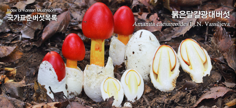 붉은달걀광대버섯 Amanita caesareoides Lj.N. Vassiljeva