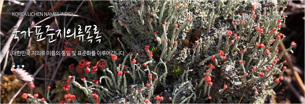 지의류이미지-KOREA LICHEN NAMES INDEX 국가표준지의류목록 대한민국 지의류 이름의 통일 및 표준화를 이루어 갑니다.